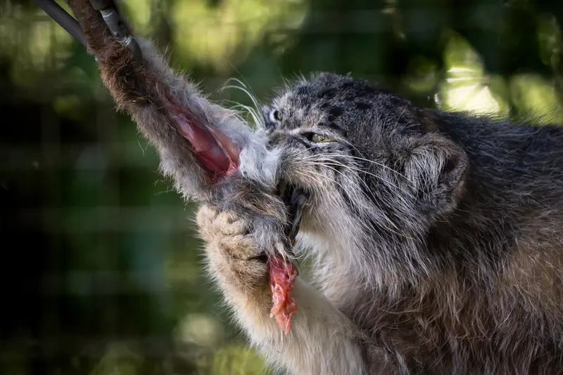 A photograph of Kulki in Banham Zoo