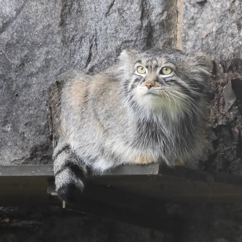 A photograph of a Pallas's cat