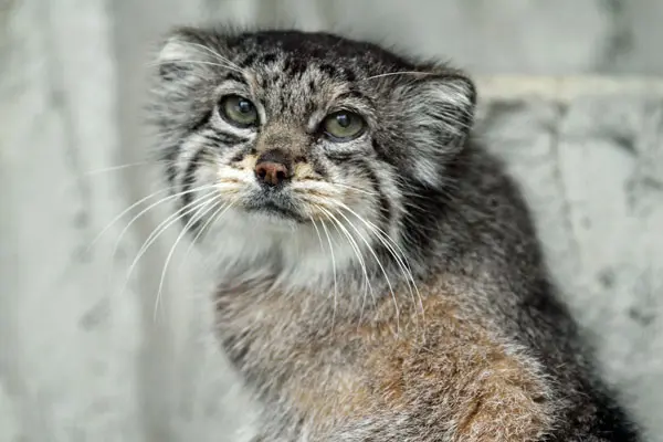 A photograph of a Pallas's cat