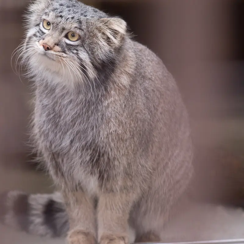 A photograph of Figa in Nogeyama Zoo