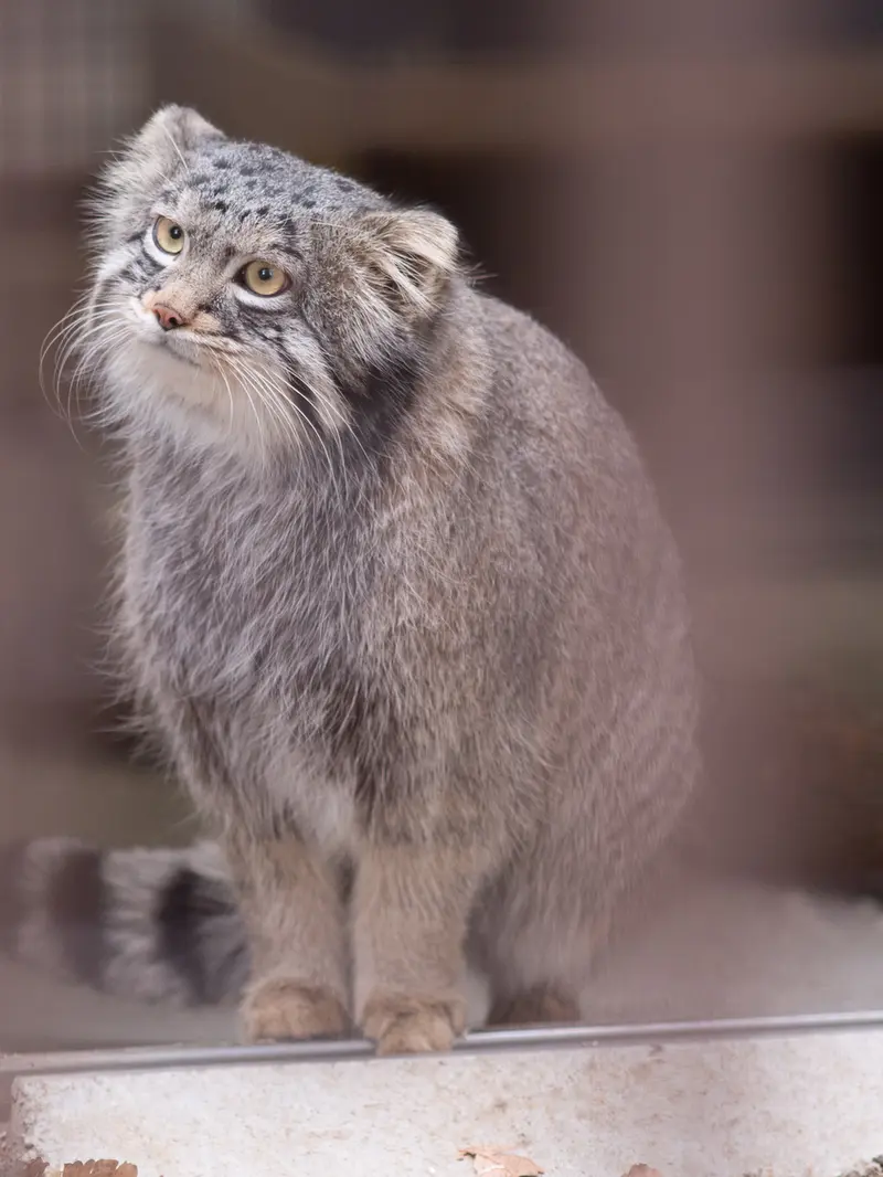 A photograph of Figa in Nogeyama Zoo