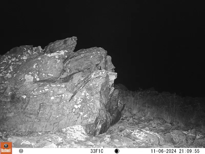 A photograph of a Pallas's cat