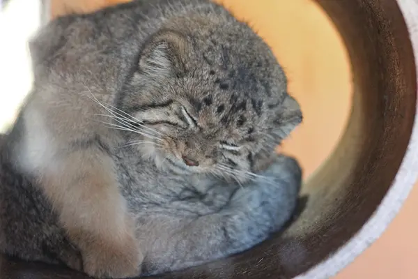 A photograph of Sebastian in Saitama Children's Zoo