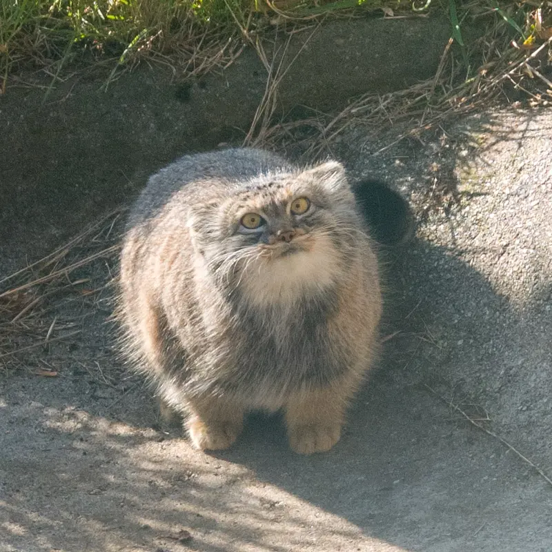 A photograph of Duchess in Edinburgh Zoo
