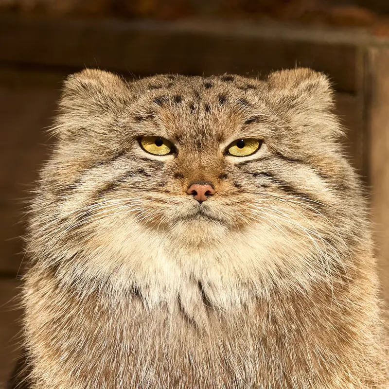 Snezhana the Pallas's cat from Novosibirsk Zoo