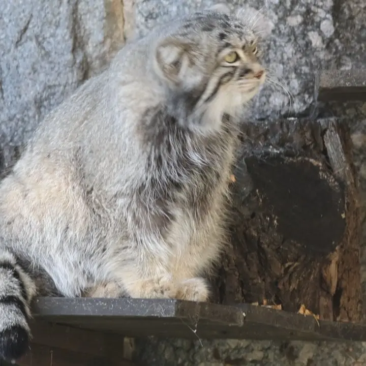 A photograph of Timofey in Moscow zoo