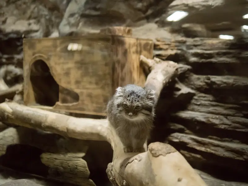 A photograph of Klyon in Ueno Zoological Gardens