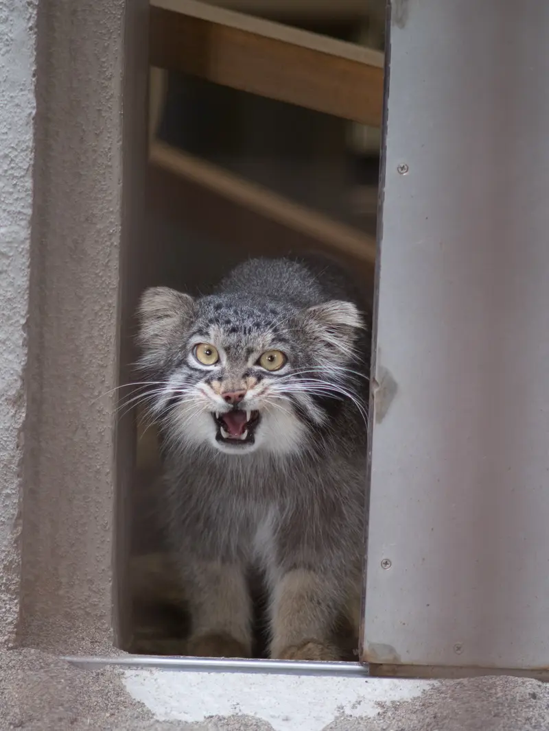 A photograph of Figa in Nogeyama Zoo