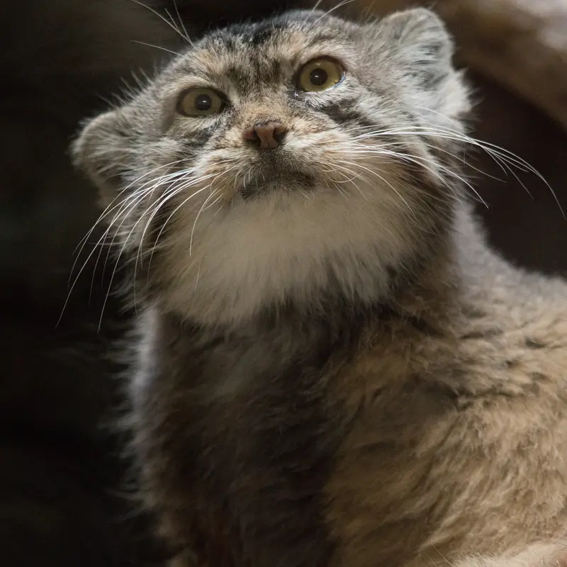 A photograph of Primula in Ueno Zoological Gardens