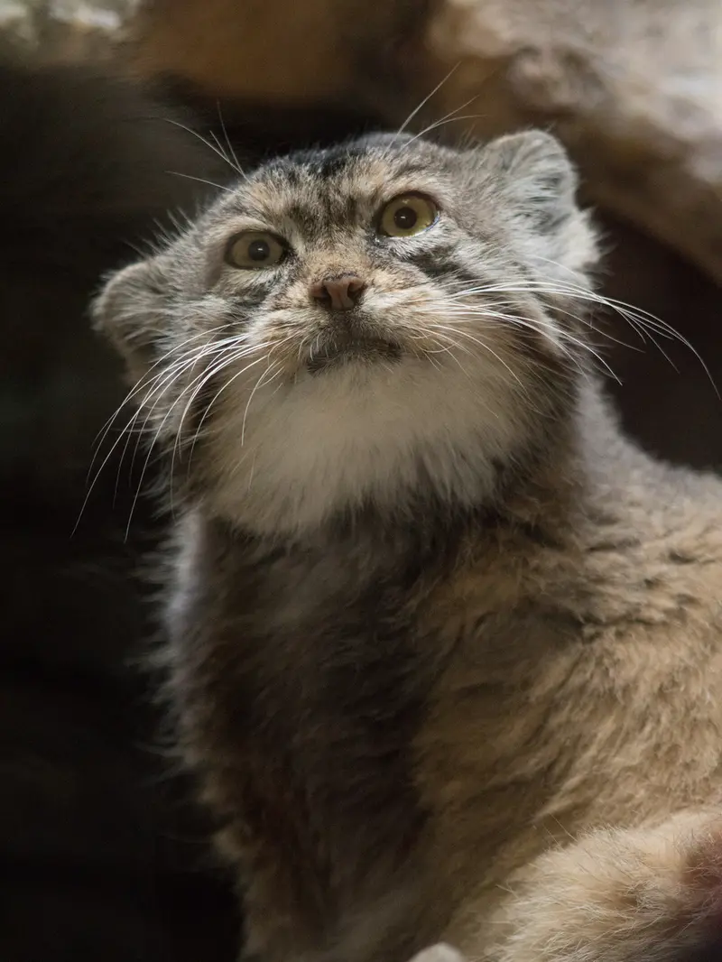 A photograph of Primula in Ueno Zoological Gardens
