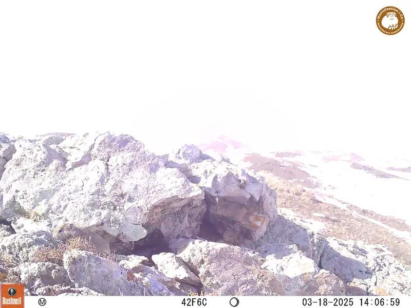 A photograph of Pika from Besshoky 1 camera trap