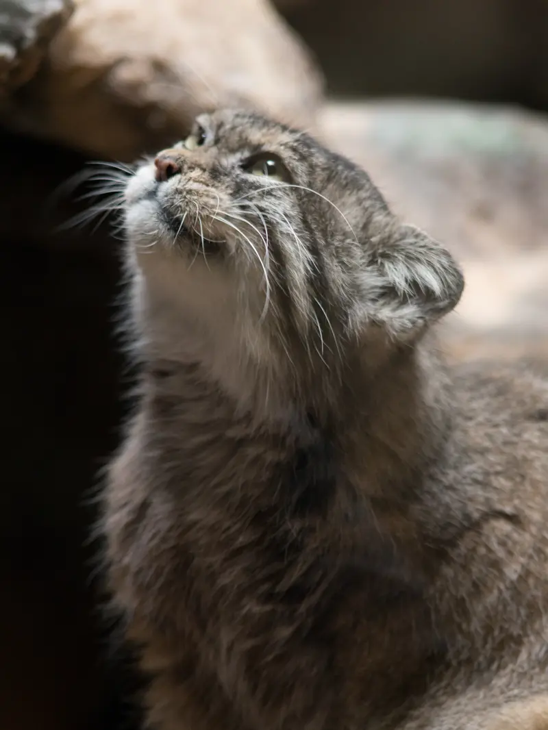 A photograph of Primula in Ueno Zoological Gardens