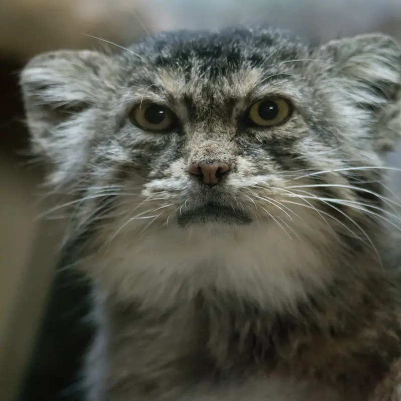 A photograph of Primula in Ueno Zoological Gardens