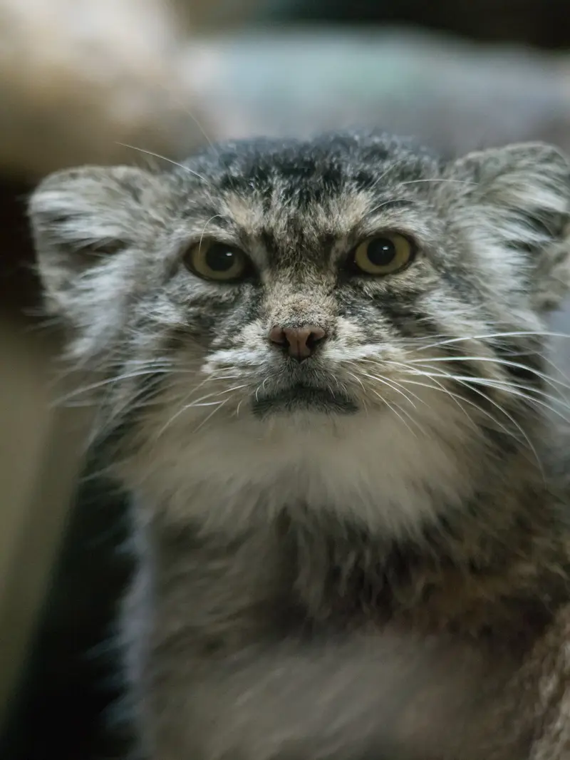 A photograph of Primula in Ueno Zoological Gardens