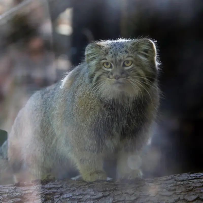 A photograph of Aysen in Košice Zoo