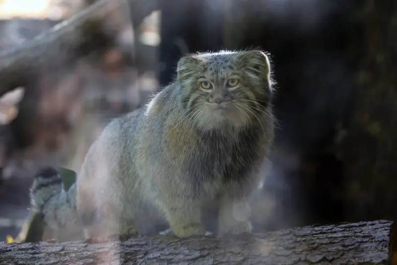 A photograph of Aysen in Košice Zoo