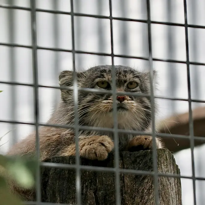A photograph of Aldan in Zie-Zoo
