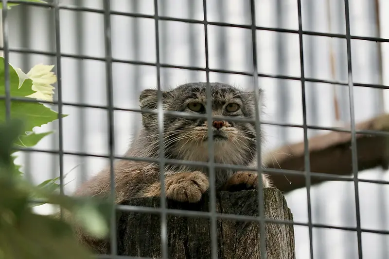 A photograph of Aldan in Zie-Zoo