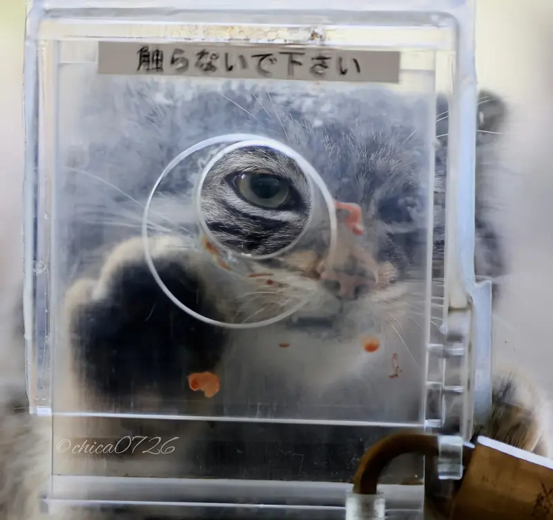 A photograph of Abrikos in Nasu Animal Kingdom