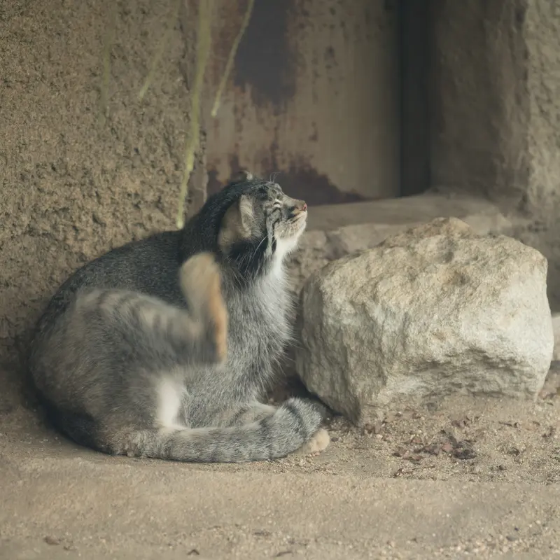 A photograph of Mei in Kobe Animal Kingdom