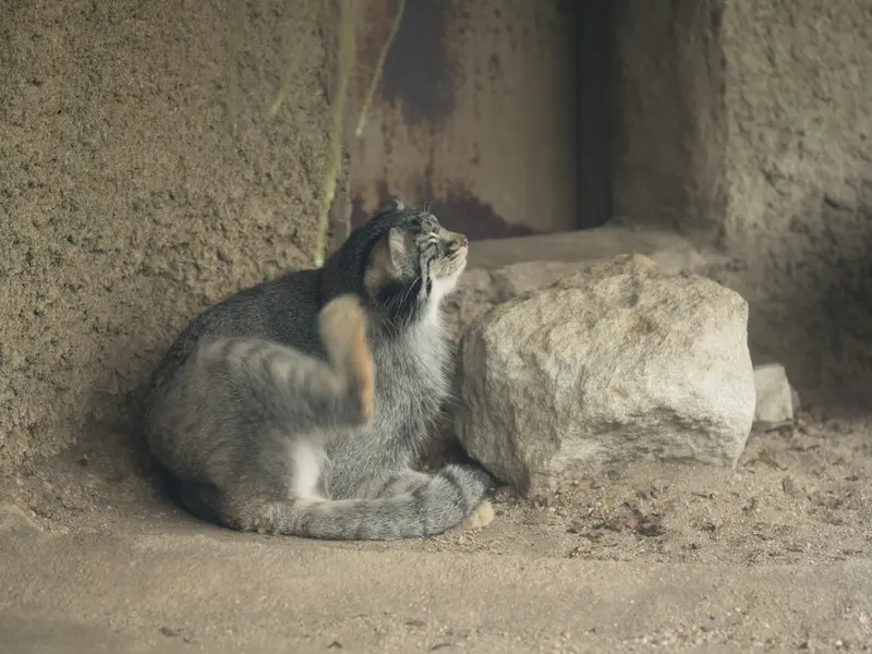 A photograph of Mei in Kobe Animal Kingdom