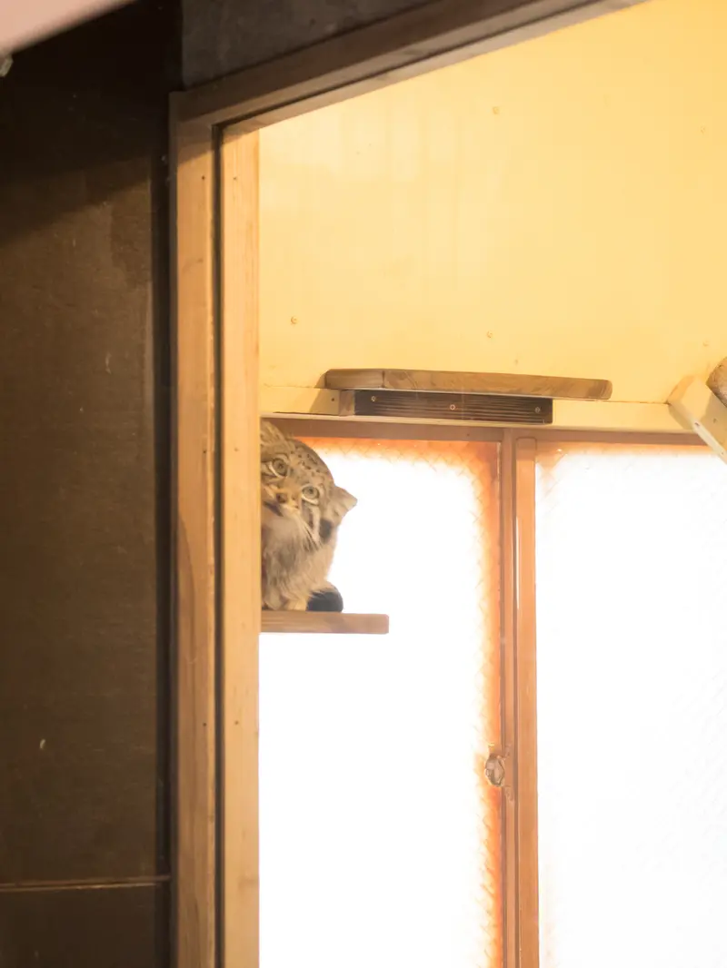 A photograph of Oto in Saitama Children's Zoo