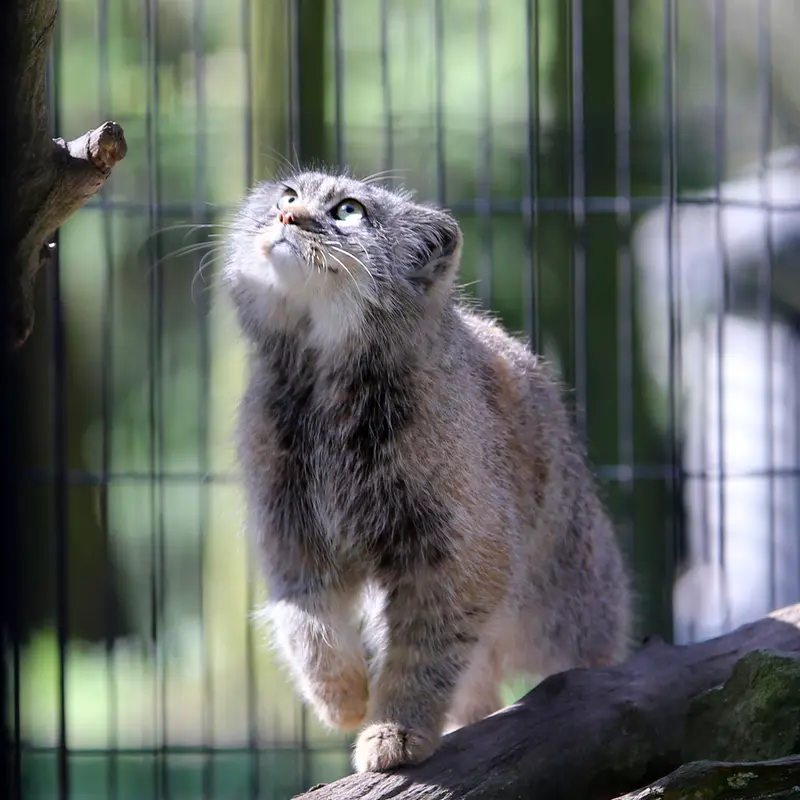 A photograph of Tsas in Kraków Zoo