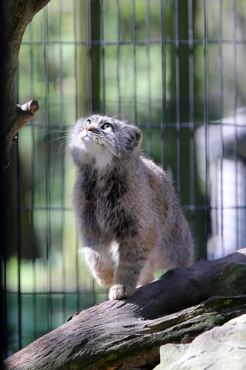 A photograph of Tsas in Kraków Zoo