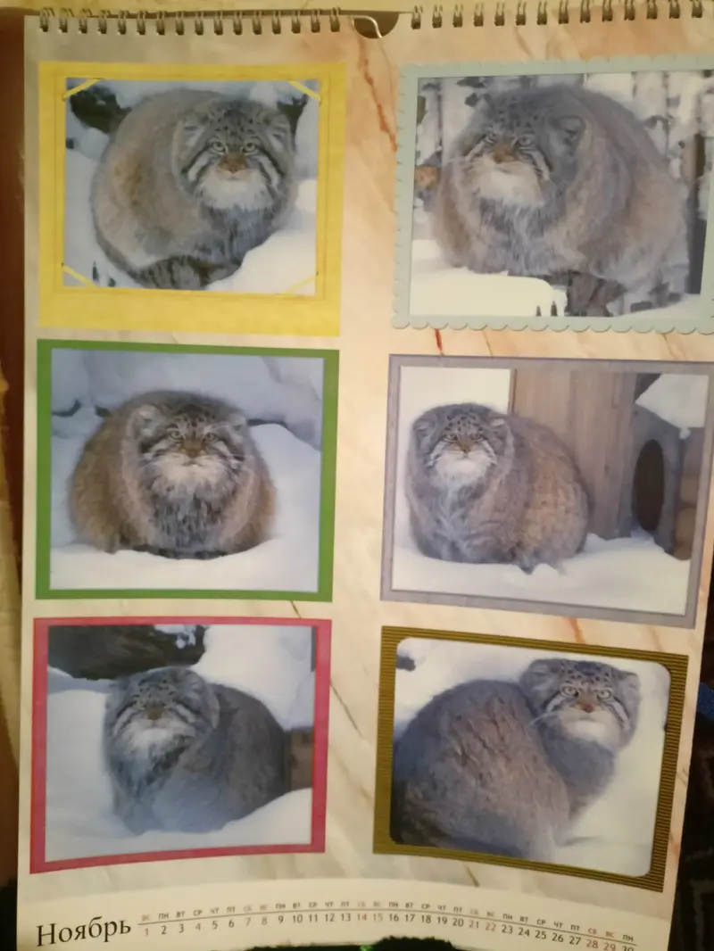 A photograph of a Pallas's cat