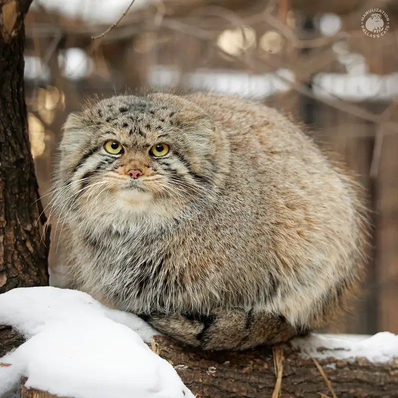 A photograph of Eve in Novosibirsk Zoo