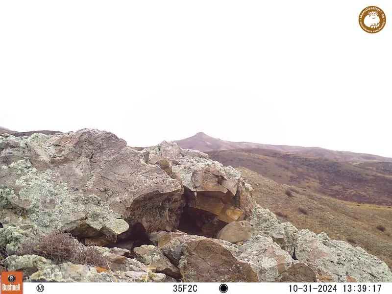 A photograph of Pika from Besshoky 1 camera trap