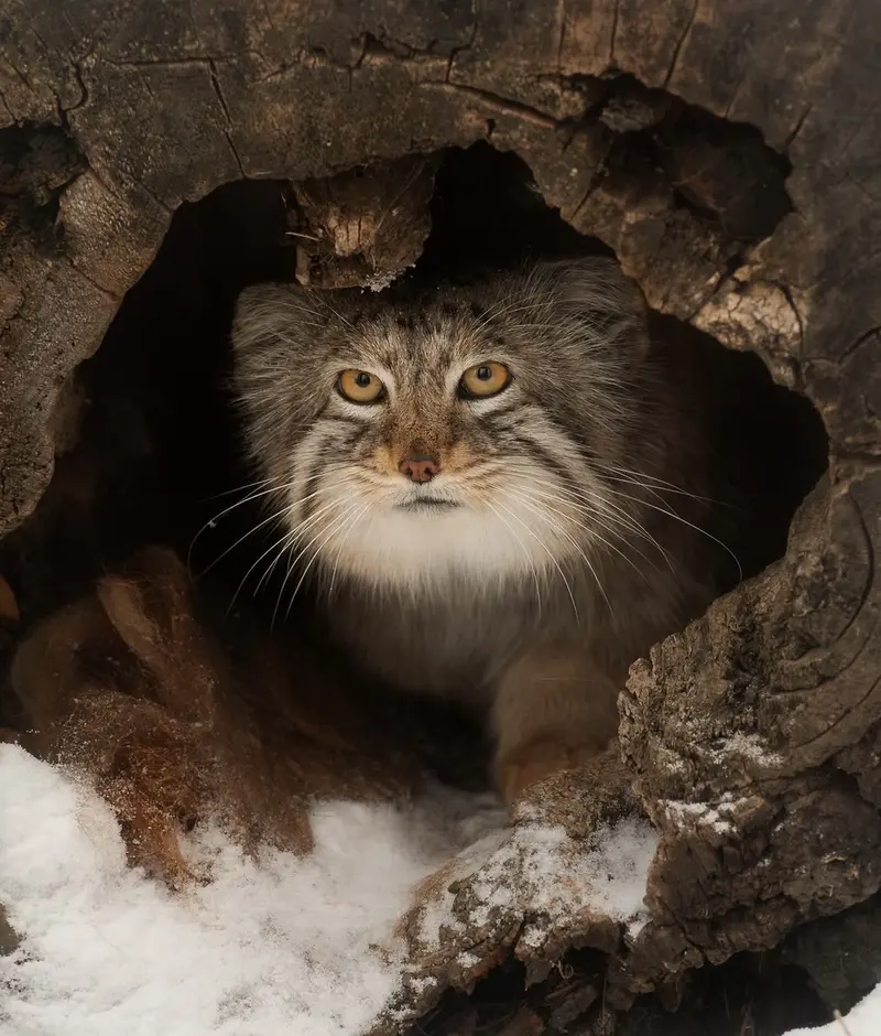 A photograph of Midas in Red River Zoo
