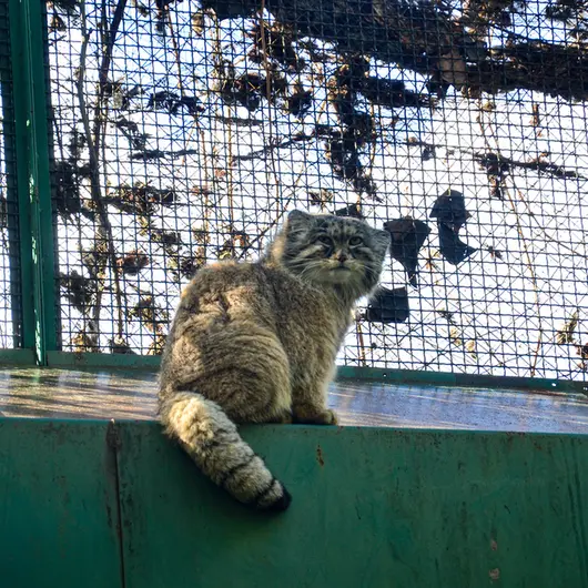 A photograph of Bohus in Budapest Zoo &amp; Botanical Garden