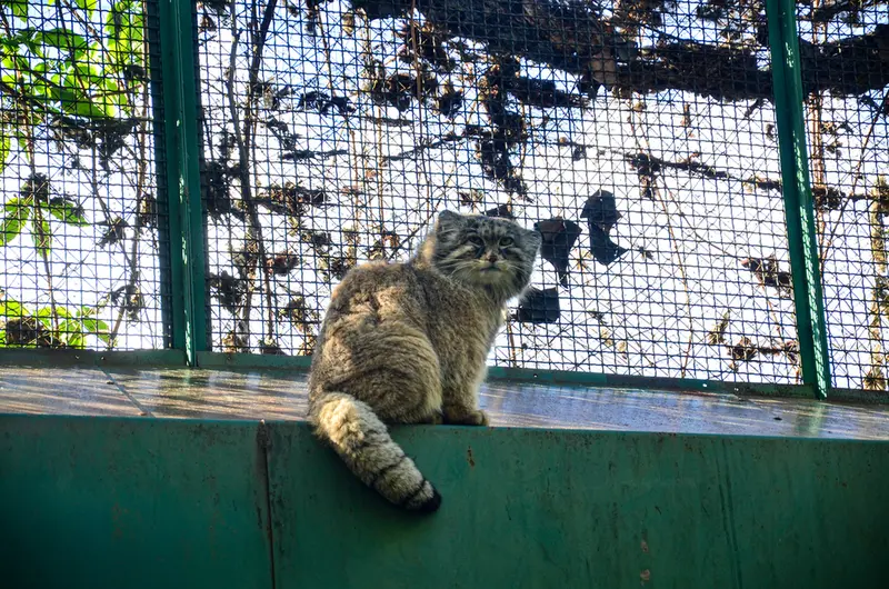 A photograph of Bohus in Budapest Zoo &amp; Botanical Garden