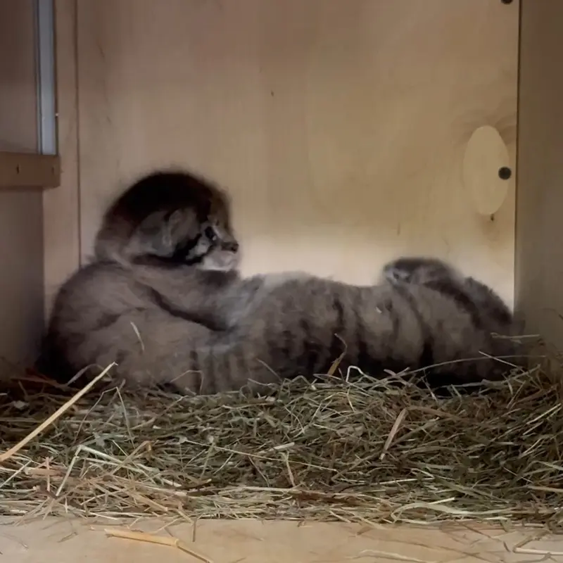 A photograph of a Pallas's cat in Leningrad zoo