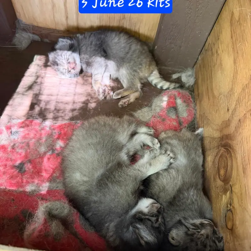 A photograph of Kitten of Eevie b.2026 Ⅰ, Kitten of Eevie b.2026 Ⅱ, and Kitten of Eevie b.2026 Ⅲ in Niabi Zoo