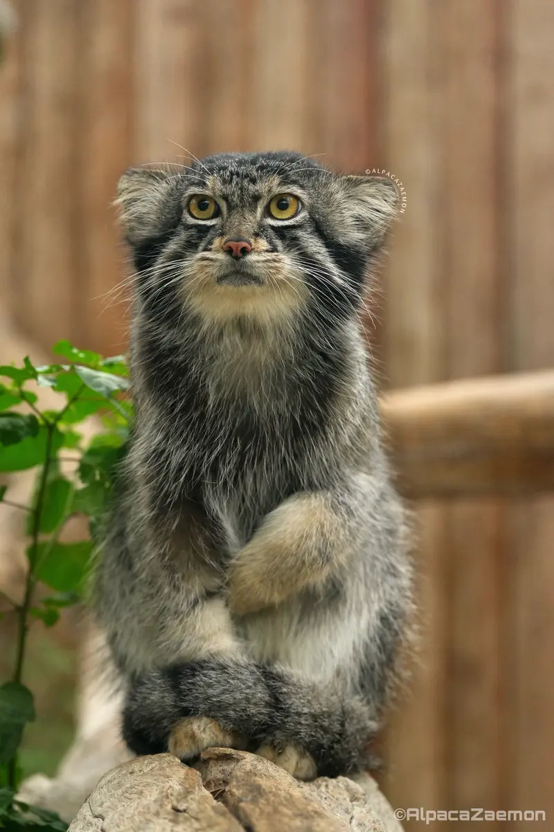 A photograph of Nar in Kobe Animal Kingdom