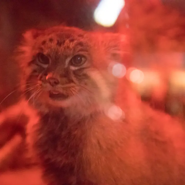 A photograph of Naim in Ueno Zoological Gardens
