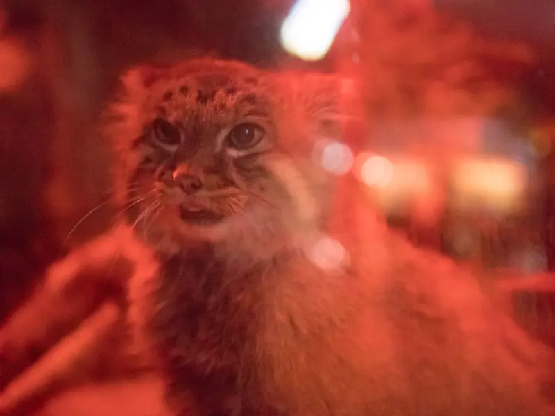 A photograph of Naim in Ueno Zoological Gardens
