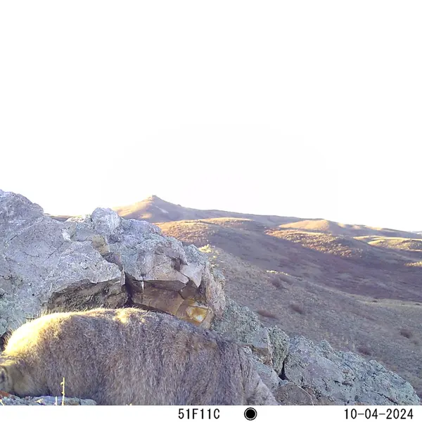 A photograph of Otocolobus manul manul from Besshoky 1 camera trap