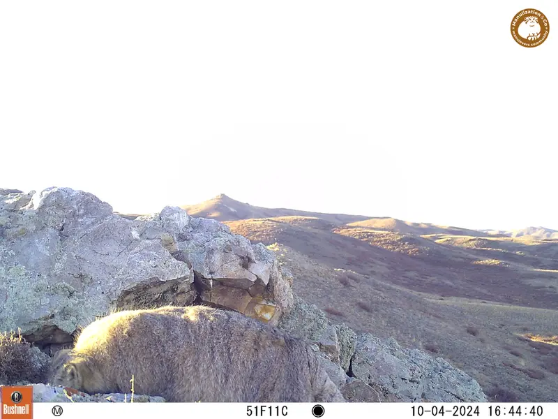 A photograph of Otocolobus manul manul from Besshoky 1 camera trap