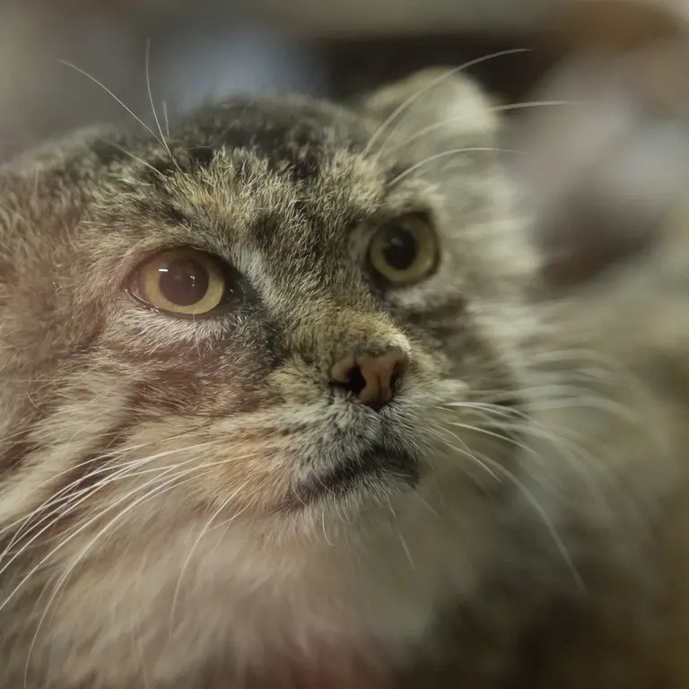A photograph of Primula in Ueno Zoological Gardens