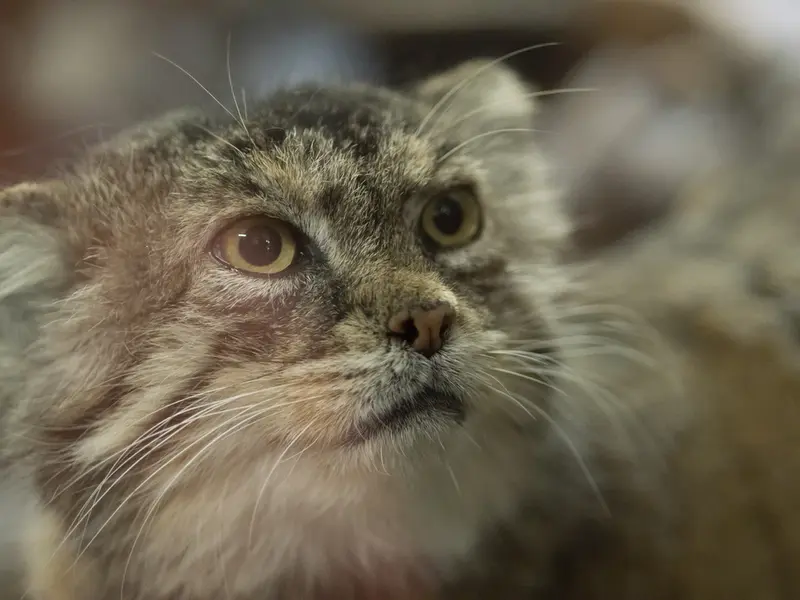 A photograph of Primula in Ueno Zoological Gardens