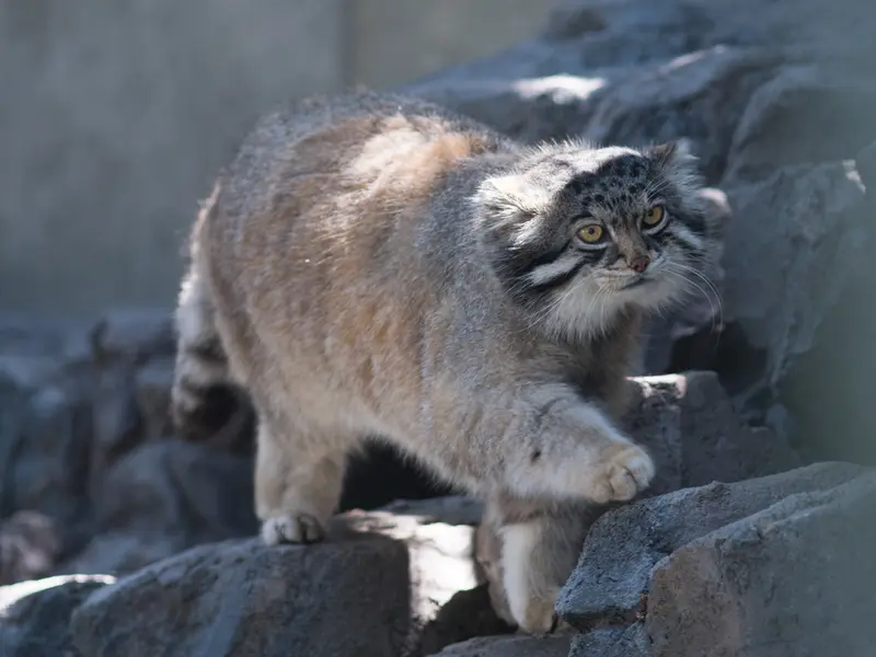 A photograph of Grusha in Asahiyama Zoo