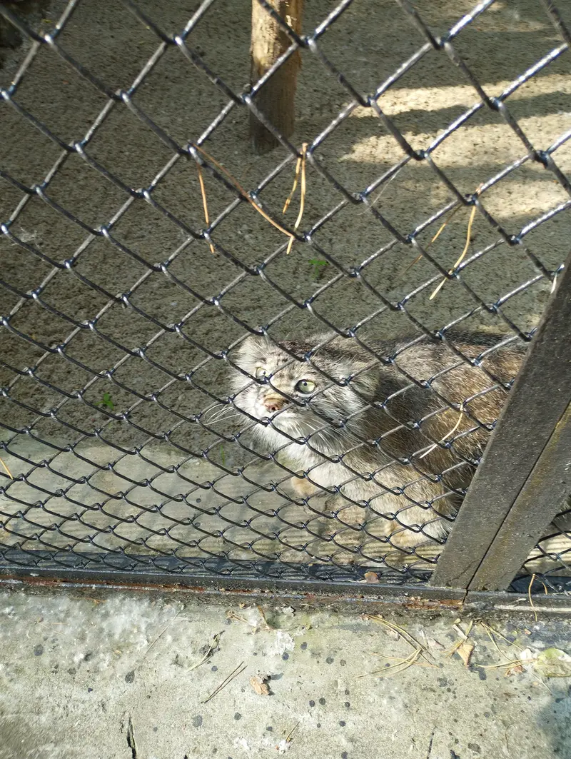 A photograph of a Pallas's cat in Novosibirsk Zoo