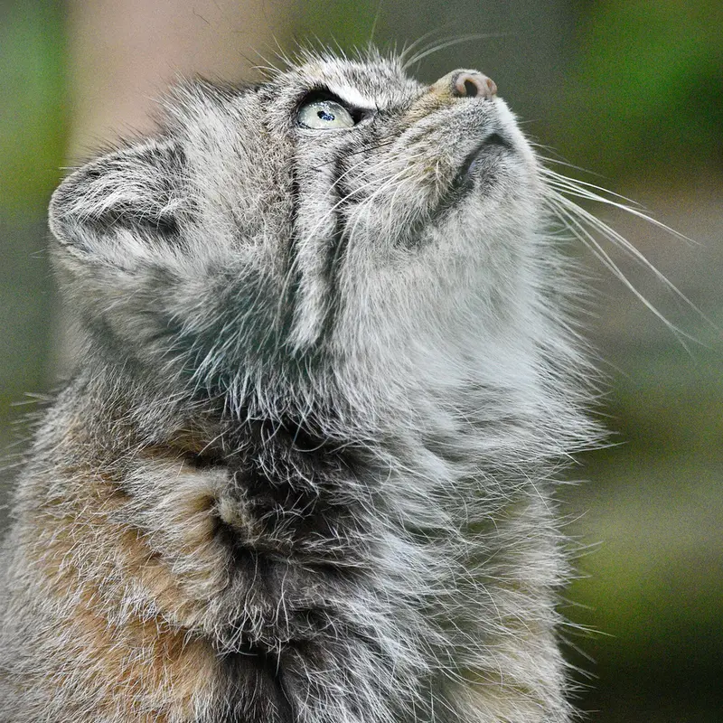 A photograph of Maneki-Neko in Tierpark Berlin