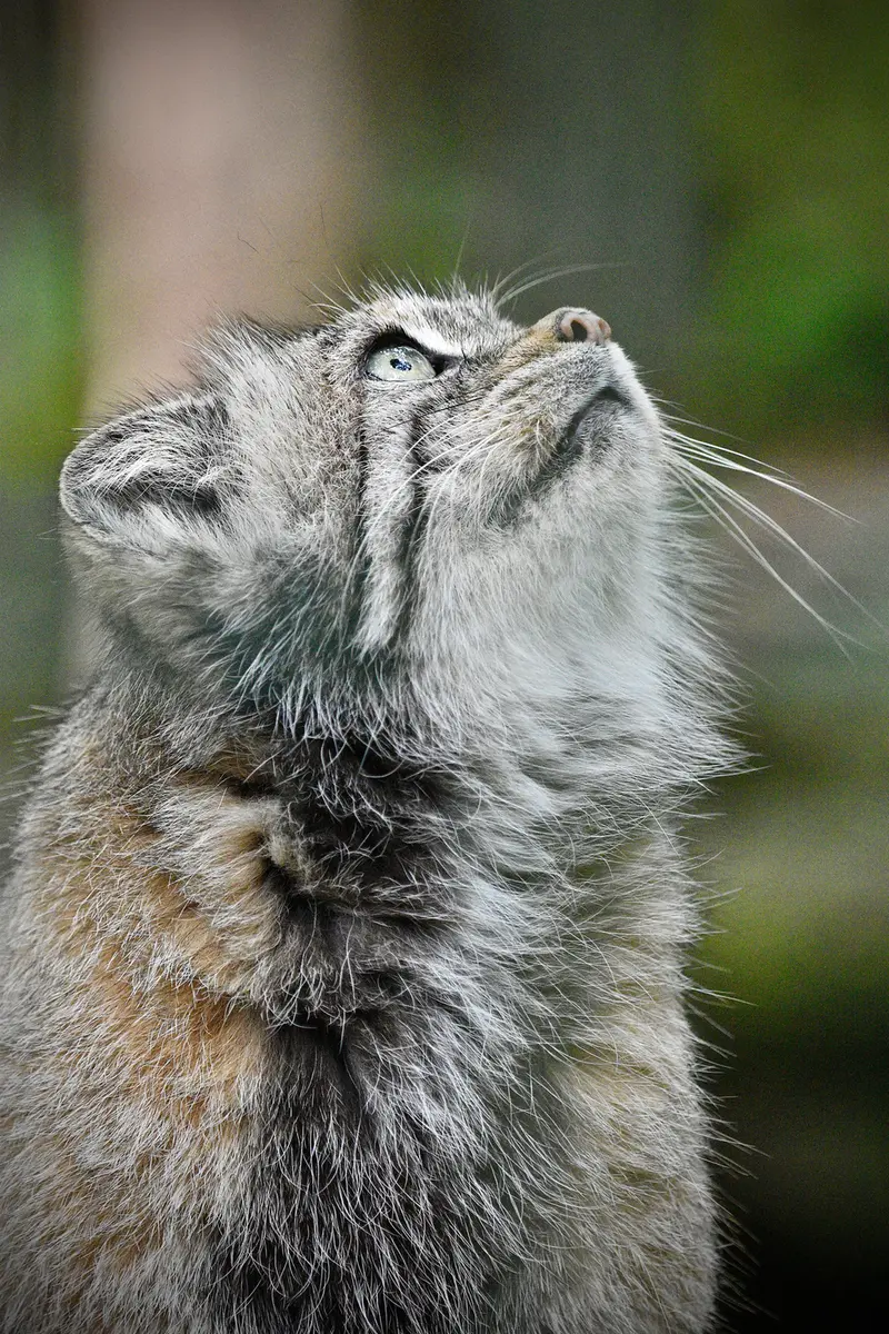A photograph of Maneki-Neko in Tierpark Berlin