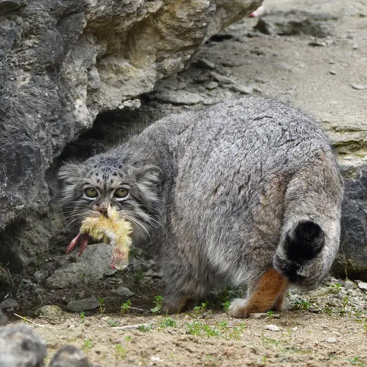 A photograph of Atlan in Port Lympne Wild Animal Park