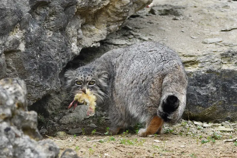 A photograph of Atlan in Port Lympne Wild Animal Park