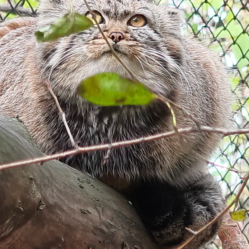 A photograph of Daughter of Adele b.2026 Ⅱ in Novosibirsk Zoo